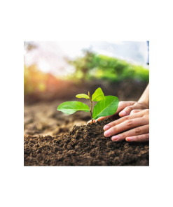 Bảo vệ cây trồng