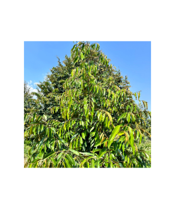 Tăng trưởng - Phục hồi sau thu hoạch