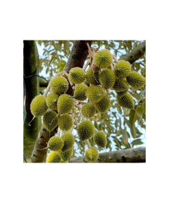 Nuôi trái - Dưỡng trái