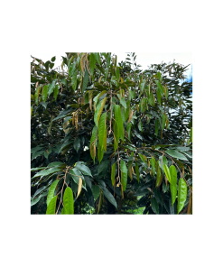 Ức chế sinh trưởng - Chặn đọt